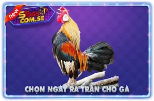 Chọn Ngày Ra Trận Cho Gà